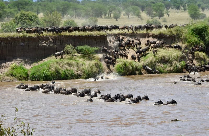 Great Migration Safari