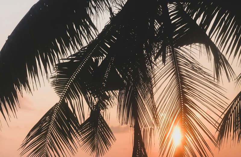 Zanzibar Honeymoon